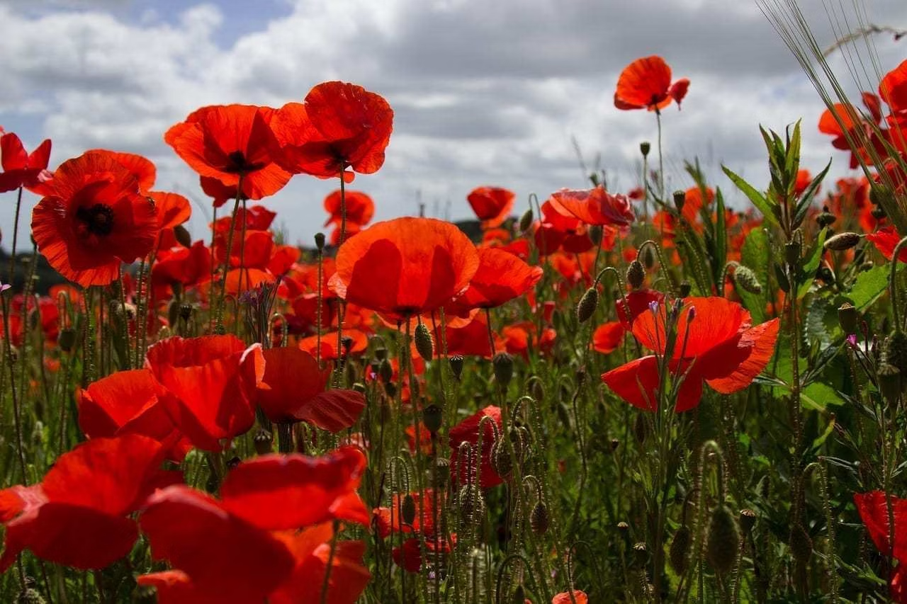 a field of poppies